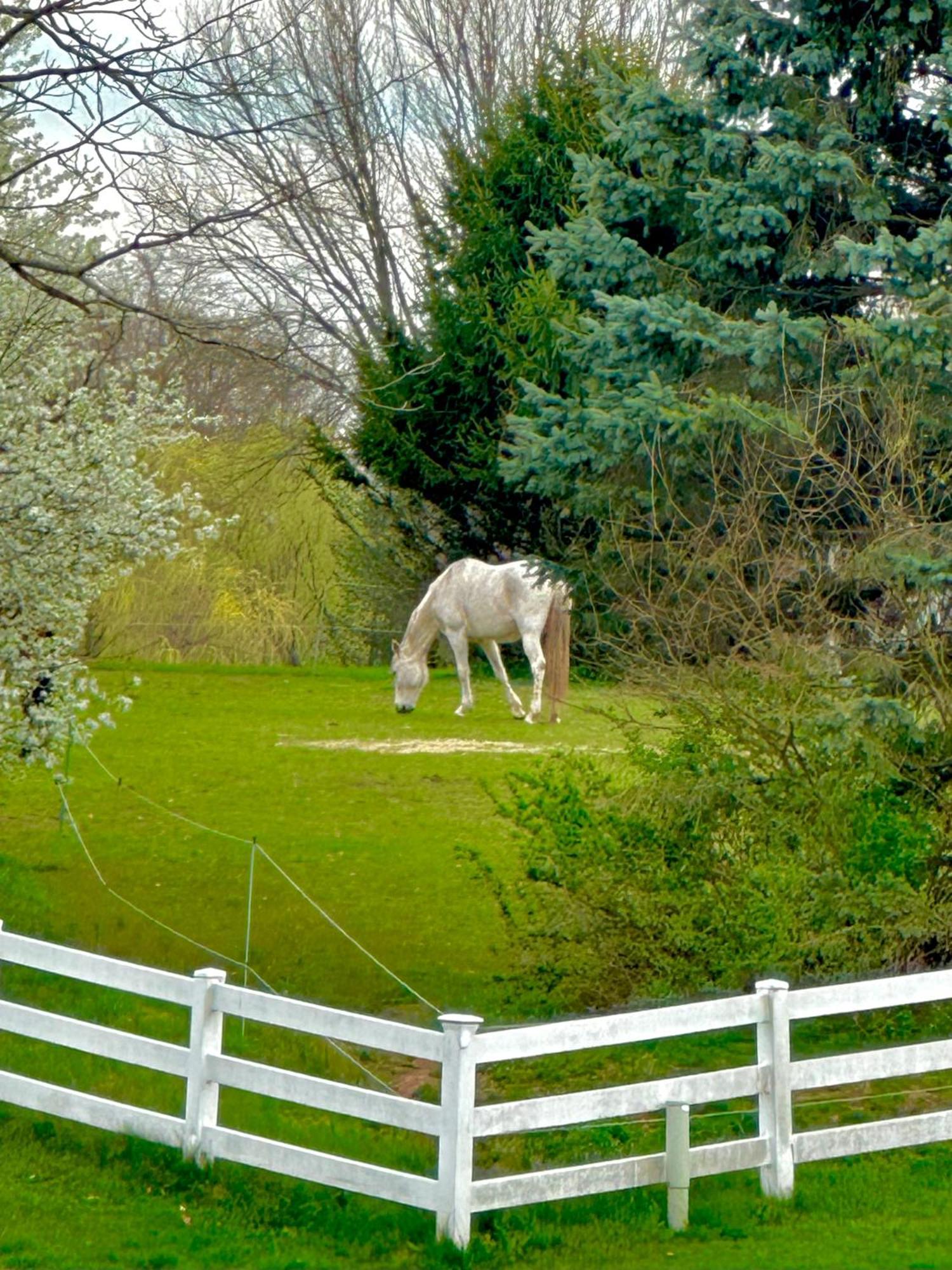 Chestnut Hills Farm Villa Flemington Exterior photo